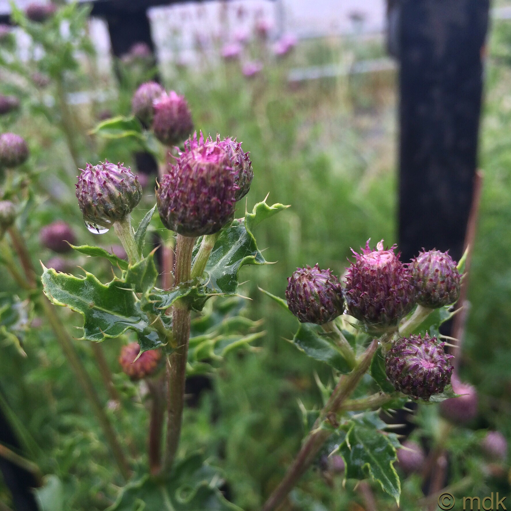 Knapweed weed