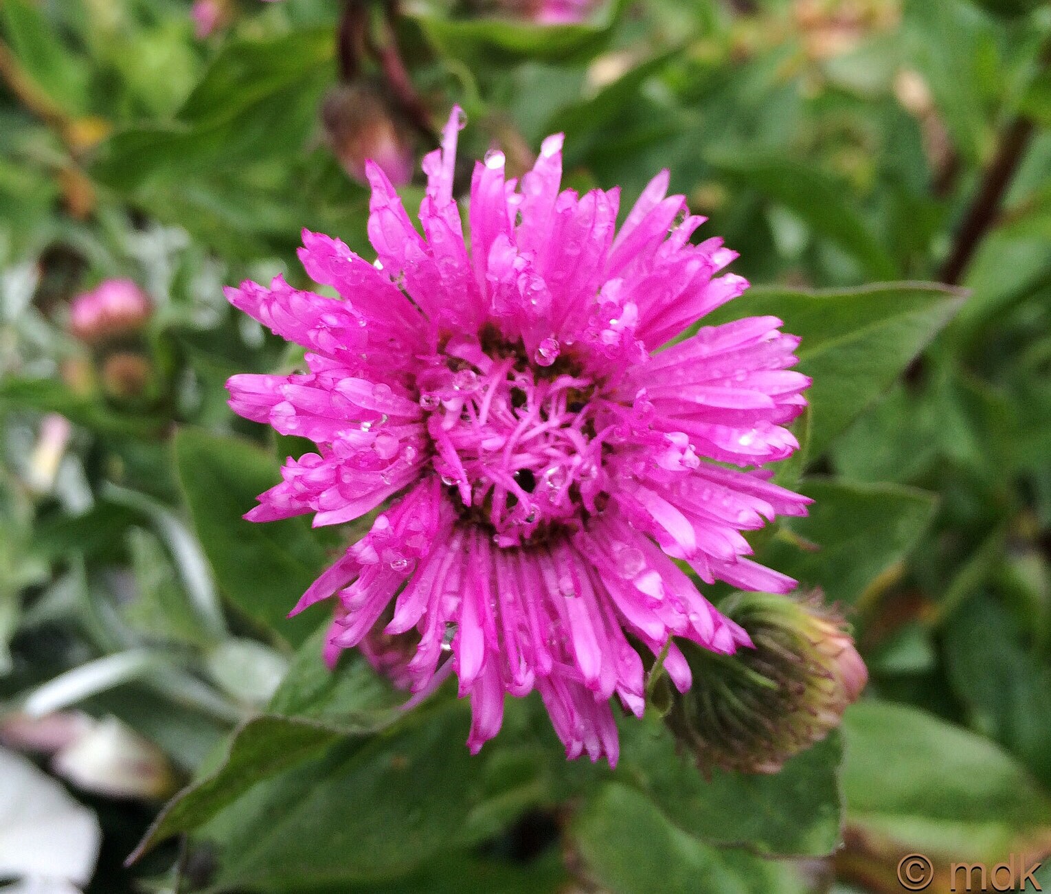 Fleabane