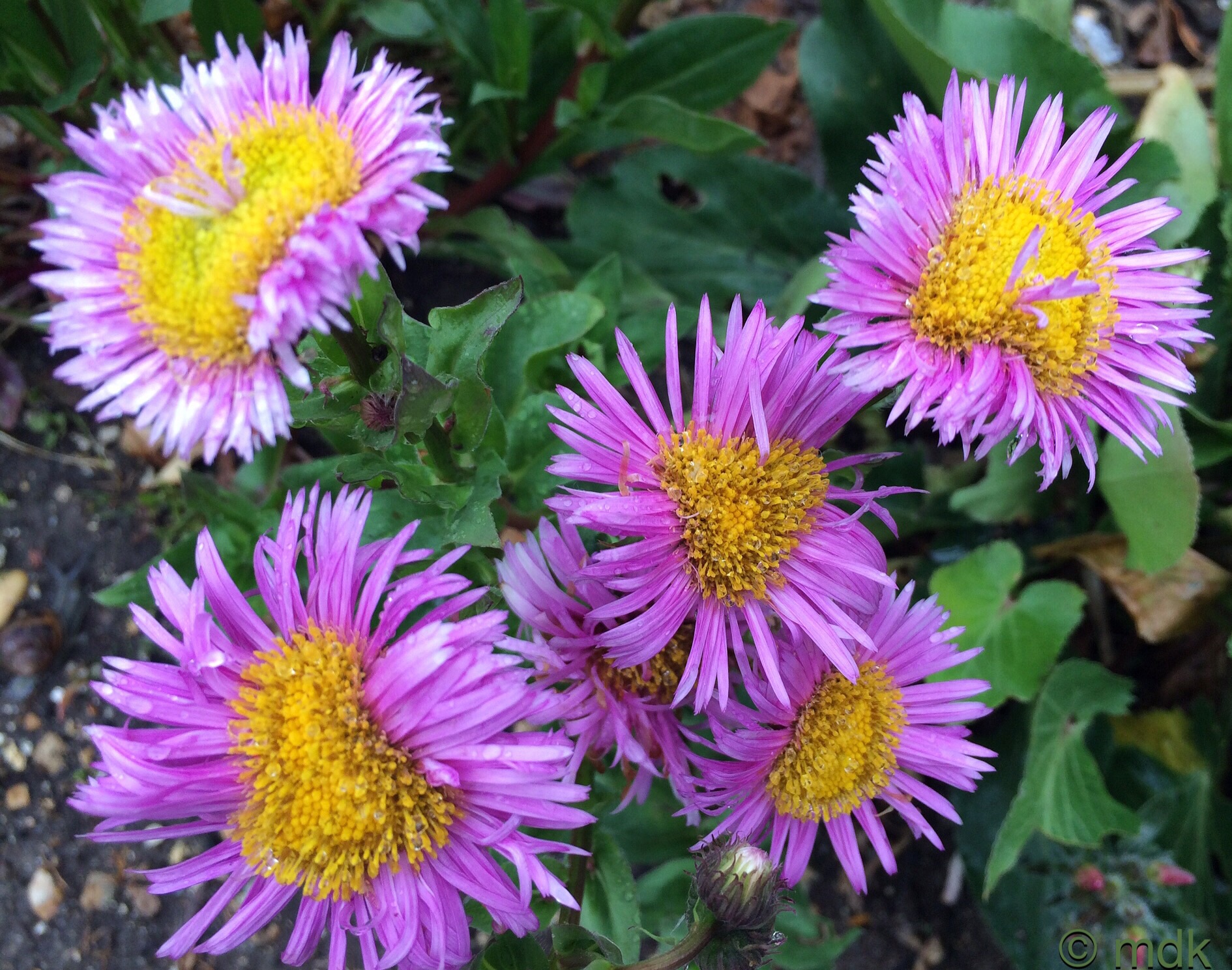 More fleabane