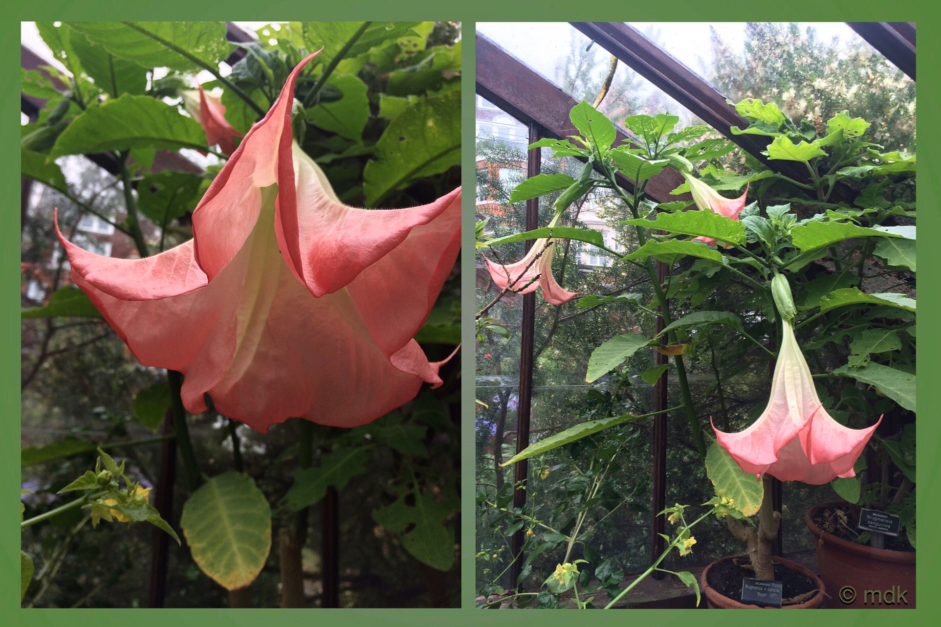 brugmansia