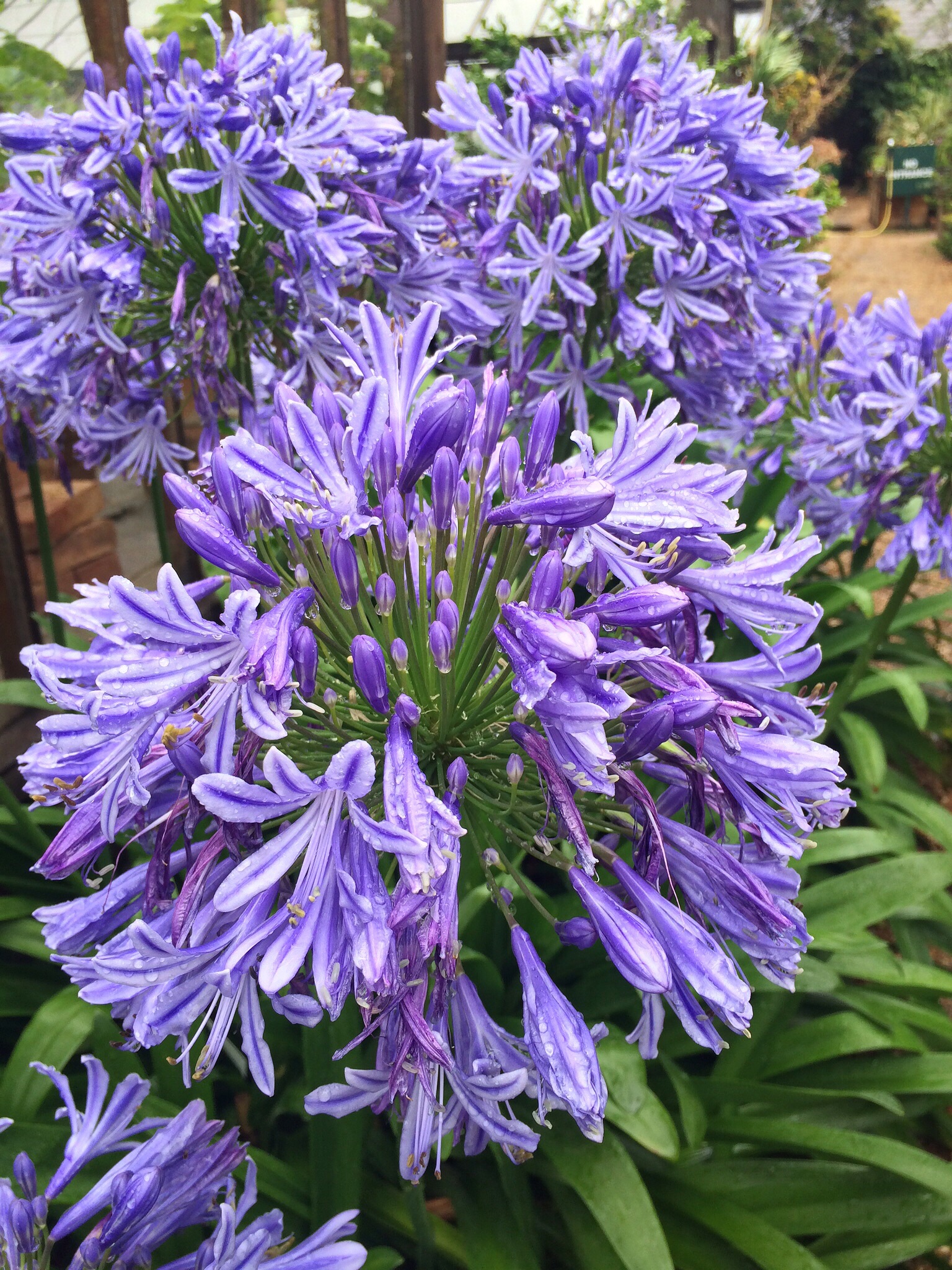 Agapanthus