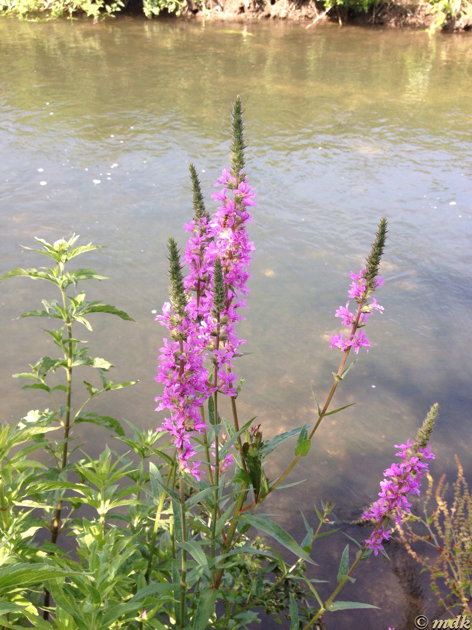 image242