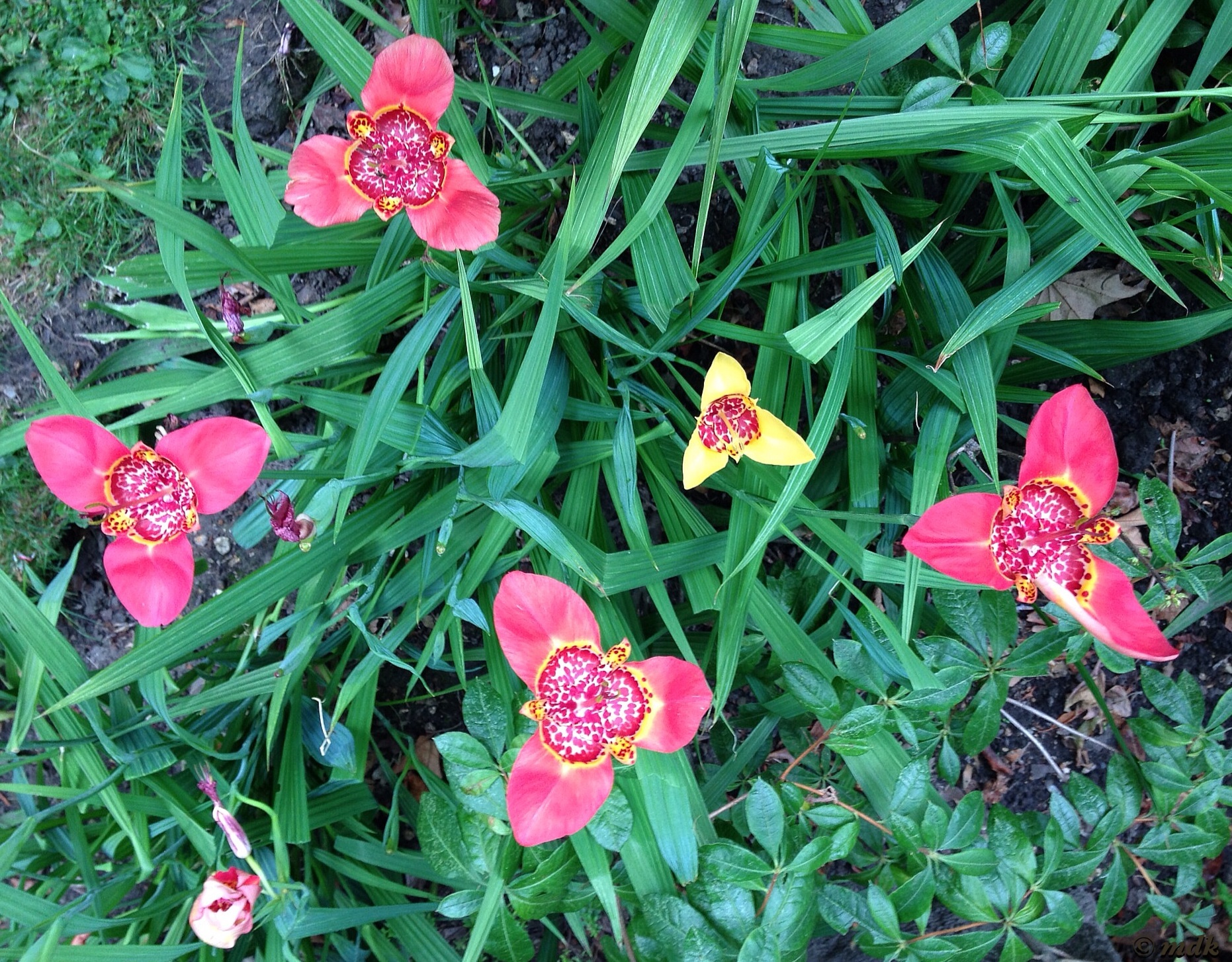 image155