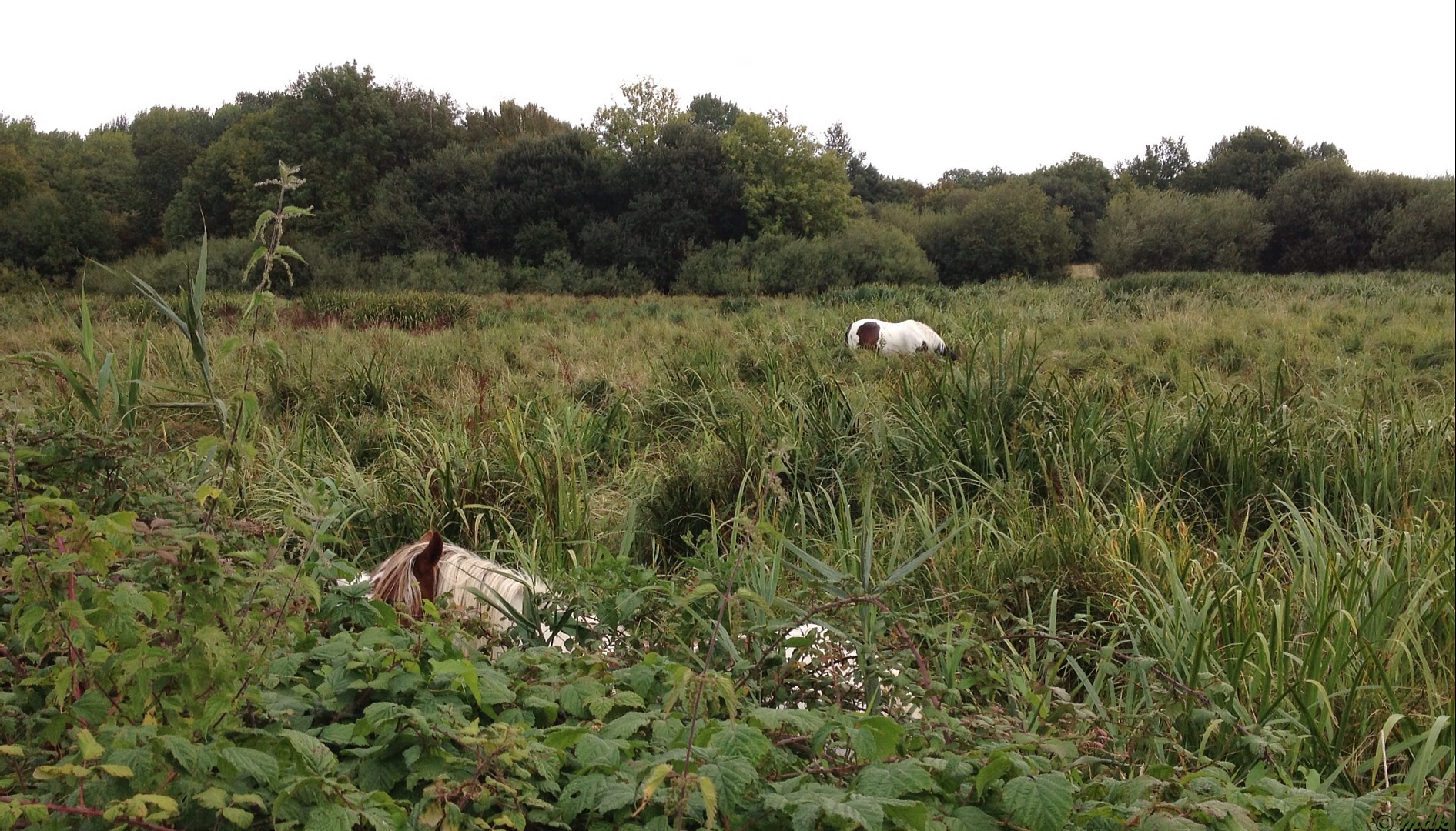 image699