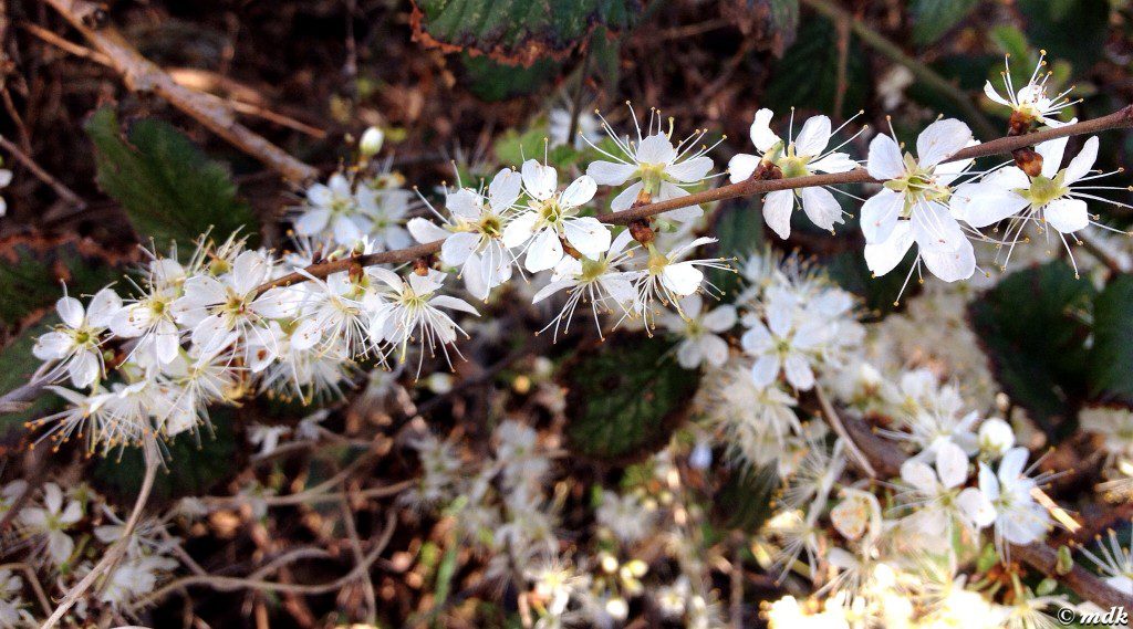 image327-1024x569